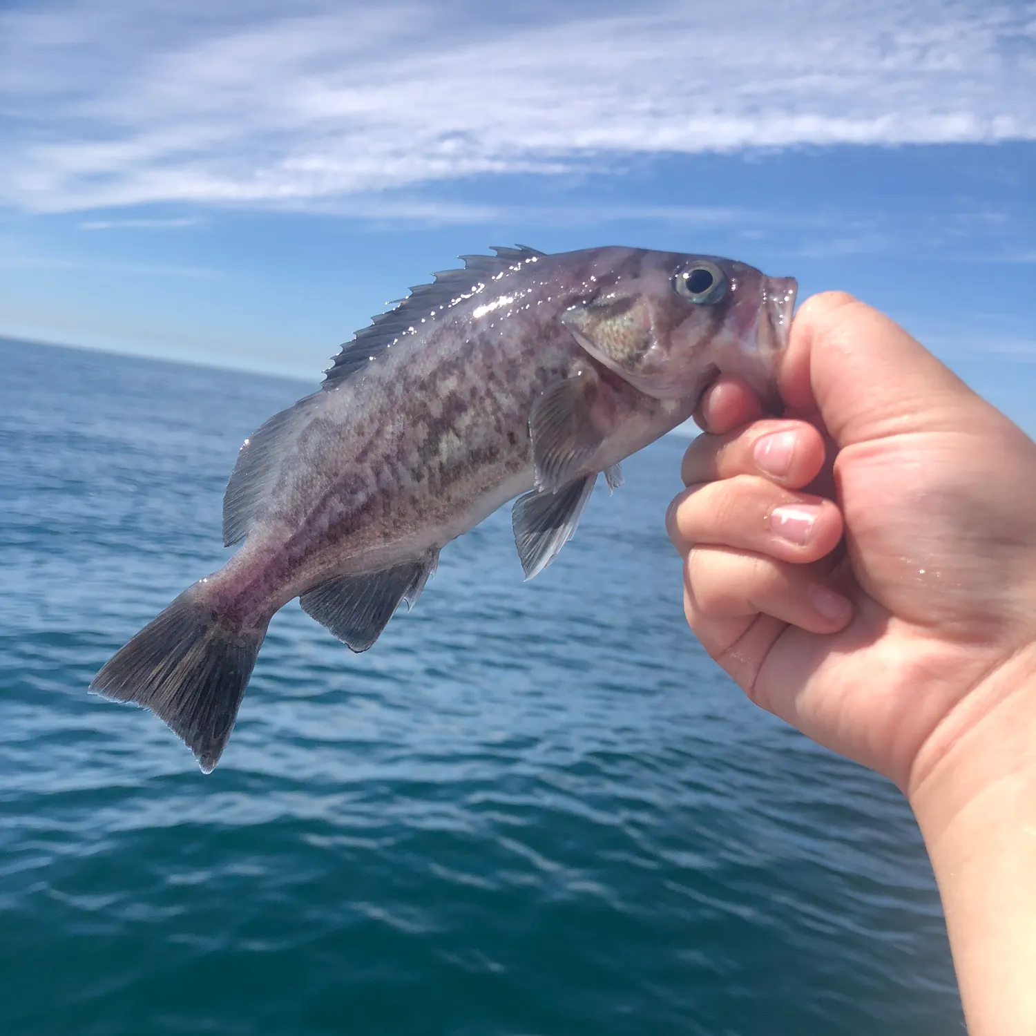 The most recent Blue rockfish catches on Fishbrain
