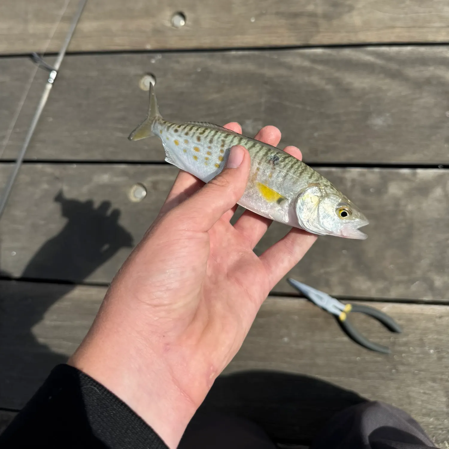 The most recent Eastern Australian salmon catches on Fishbrain