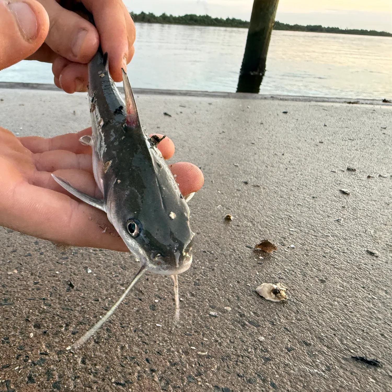 catch