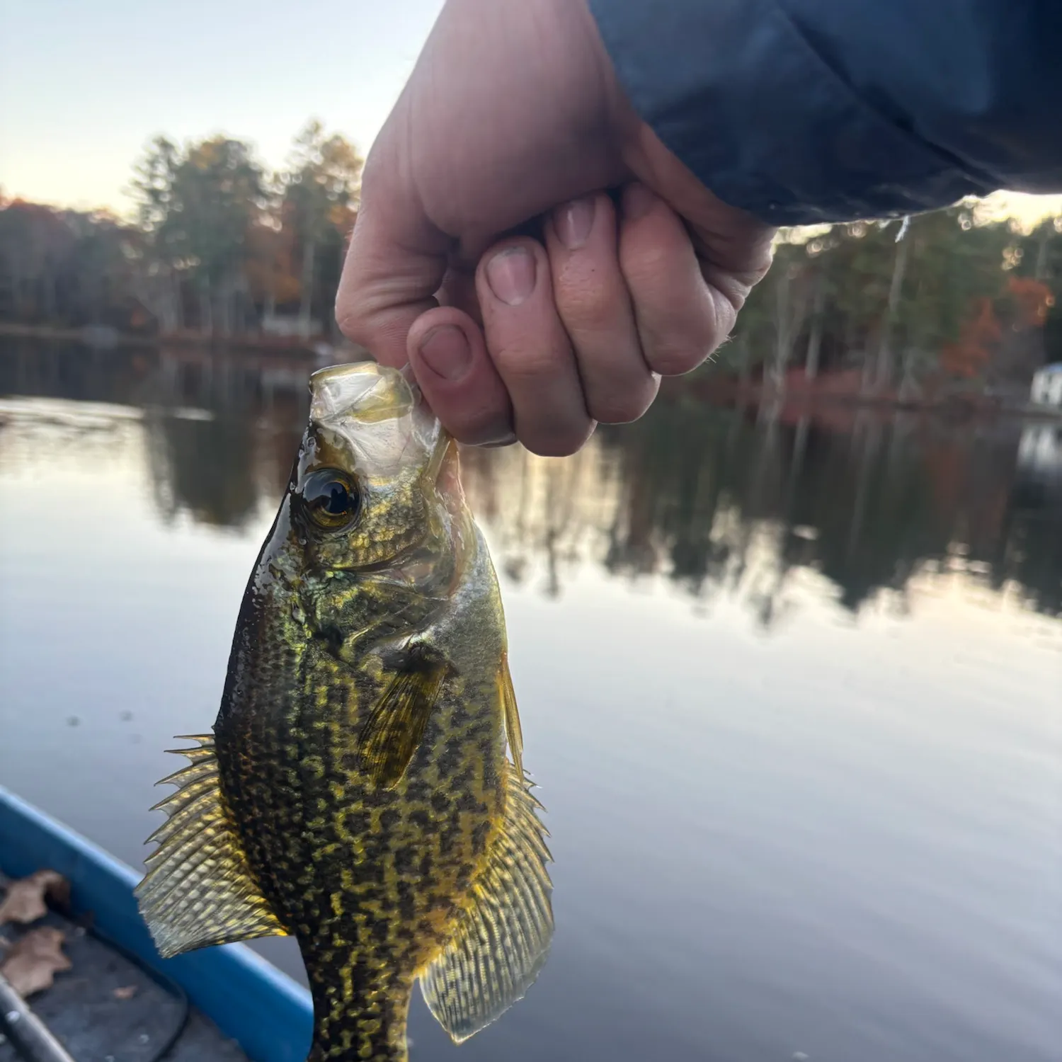 Black crappie caught on Fishbrain
