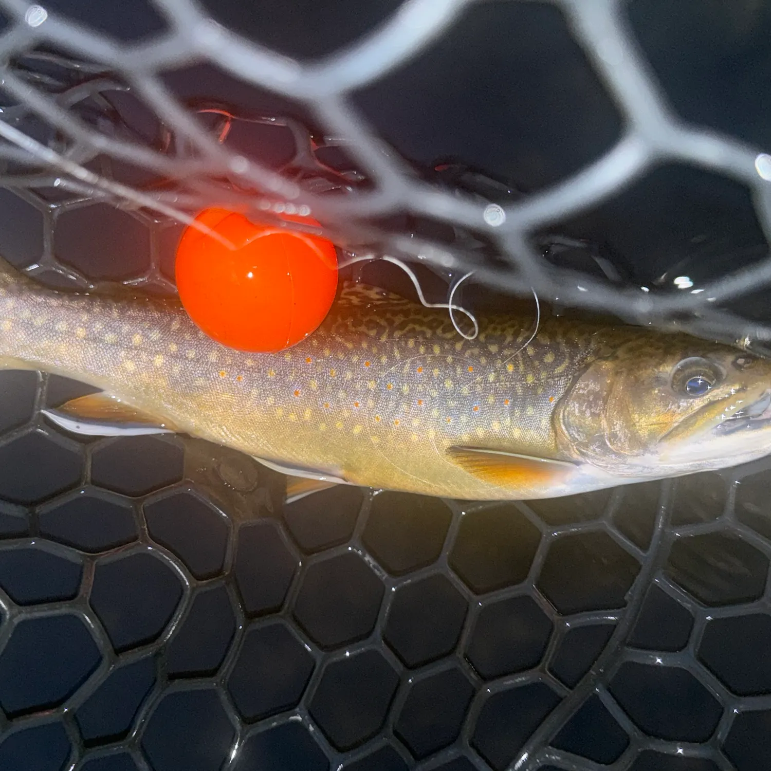 Brook trout caught on Fishbrain