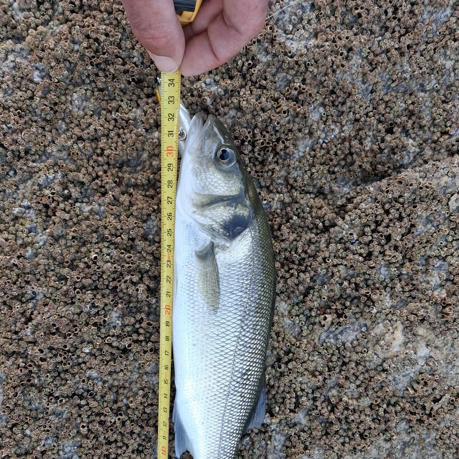 European seabass caught on Fishbrain