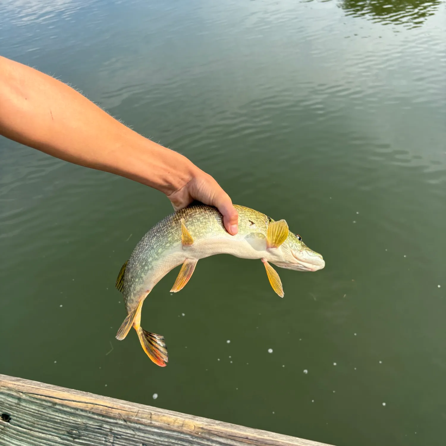 Northern pike caught on Fishbrain