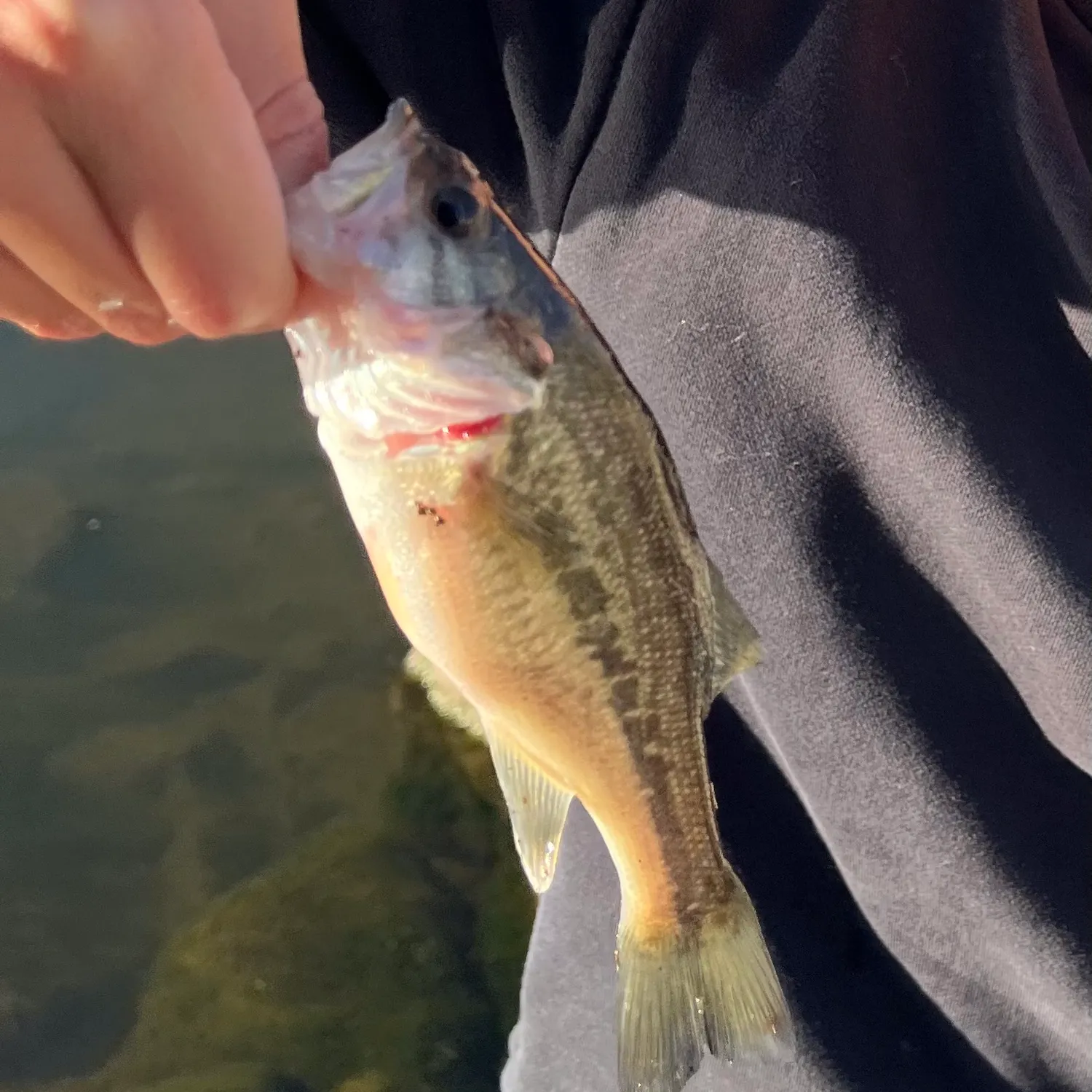 The most recent Largemouth bass catches on Fishbrain