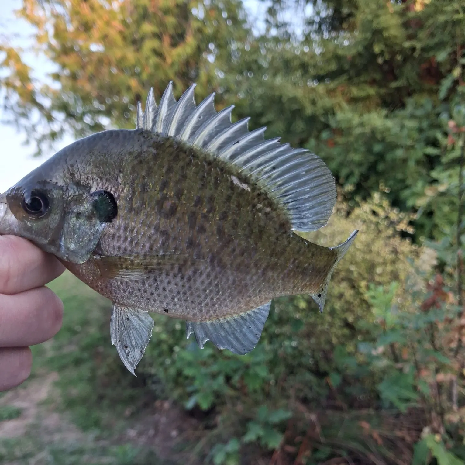 Bluegill caught on Fishbrain