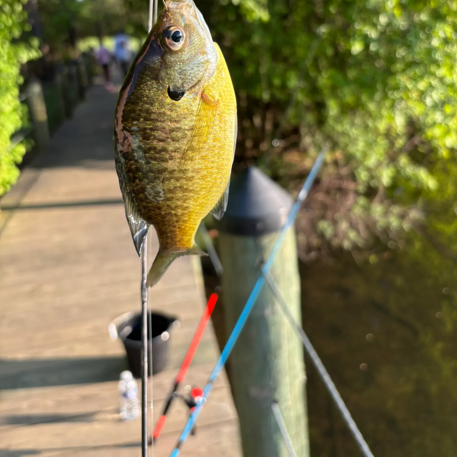 The most recent Yellowfin tuna catches on Fishbrain