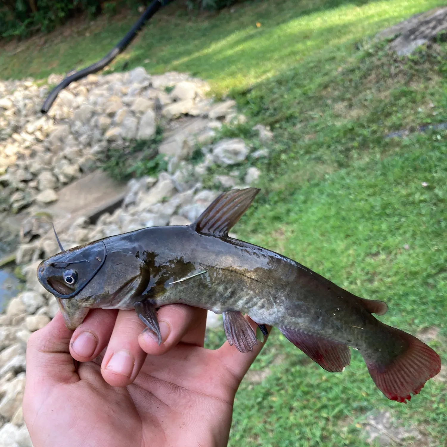 Brown bullhead caught on Fishbrain