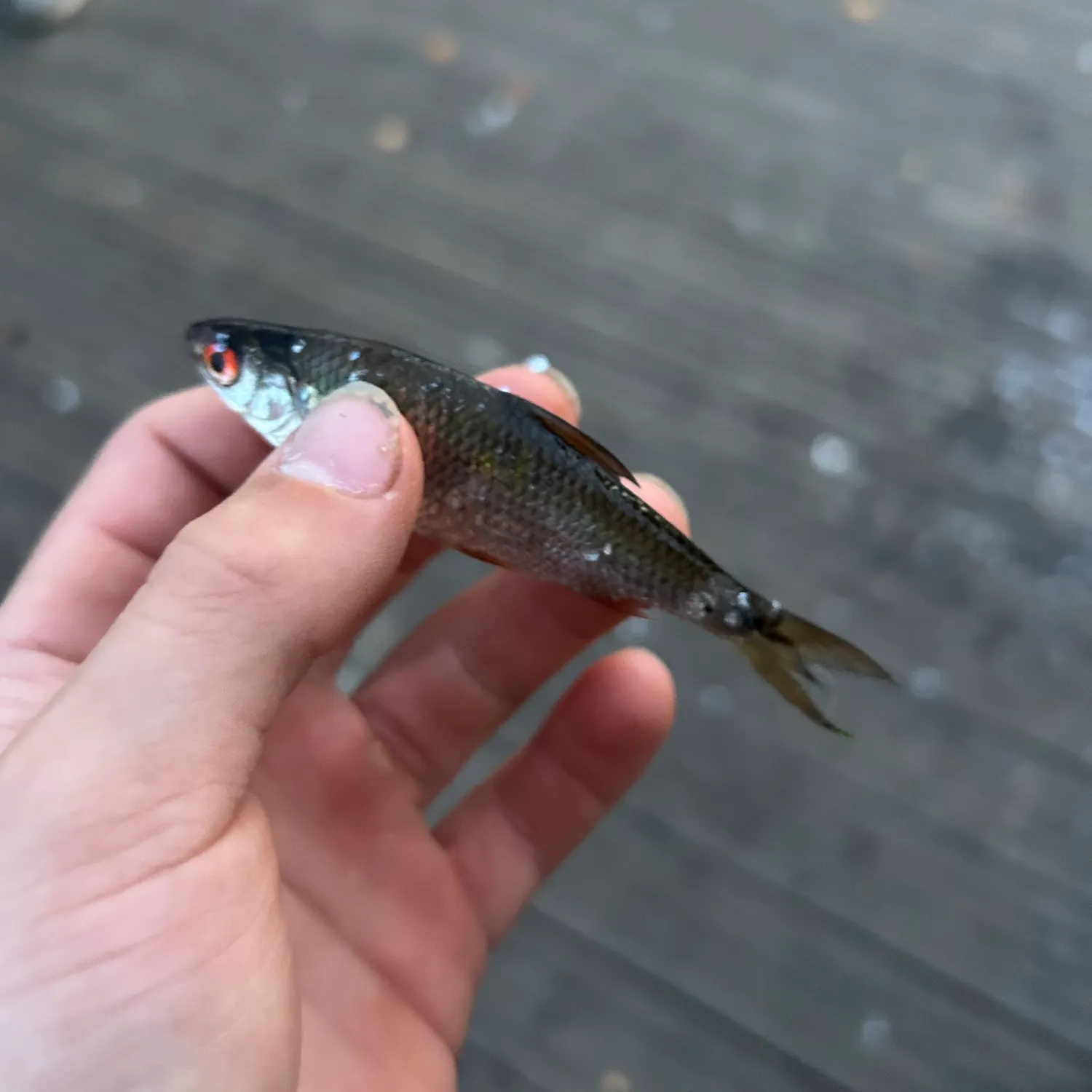 Fish caught on Fishbrain