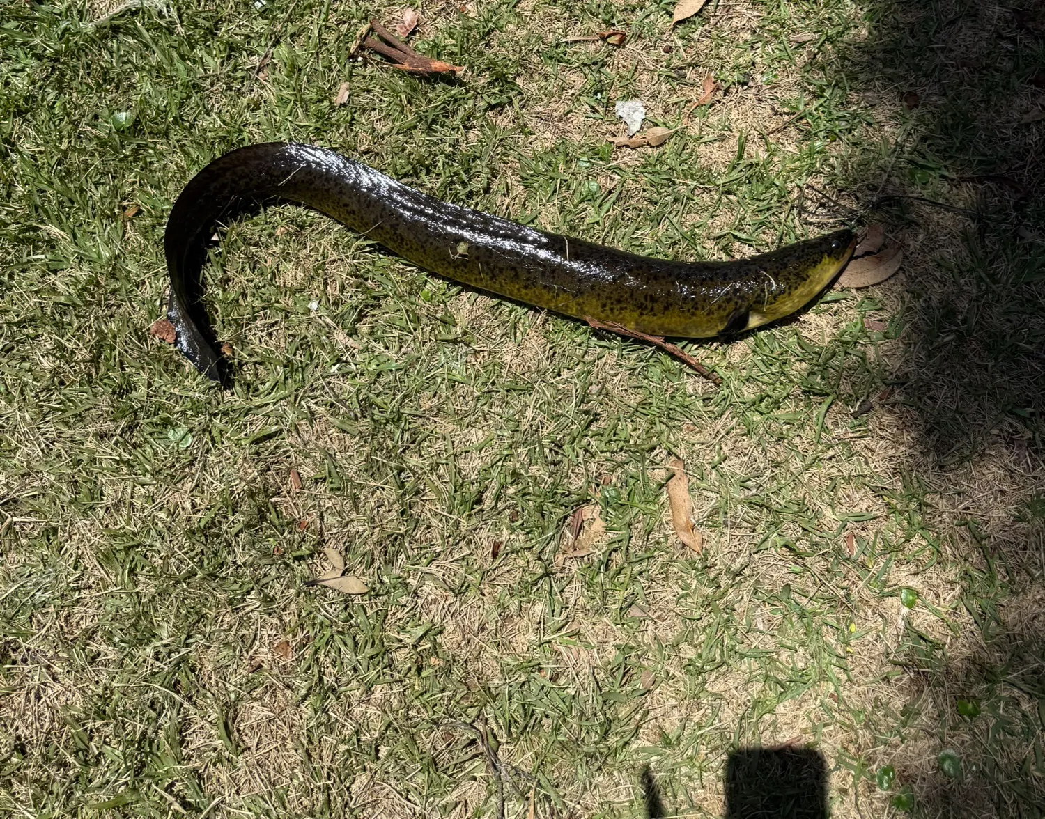 Speckled longfin eel