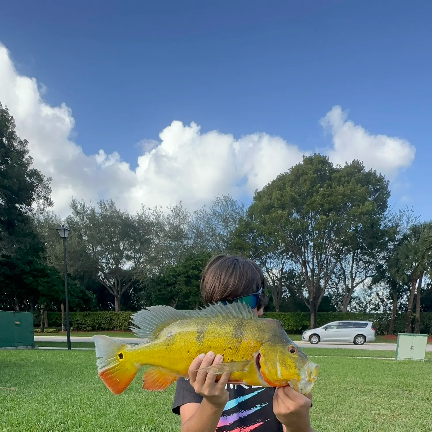 The most recent Butterfly peacock bass catches on Fishbrain