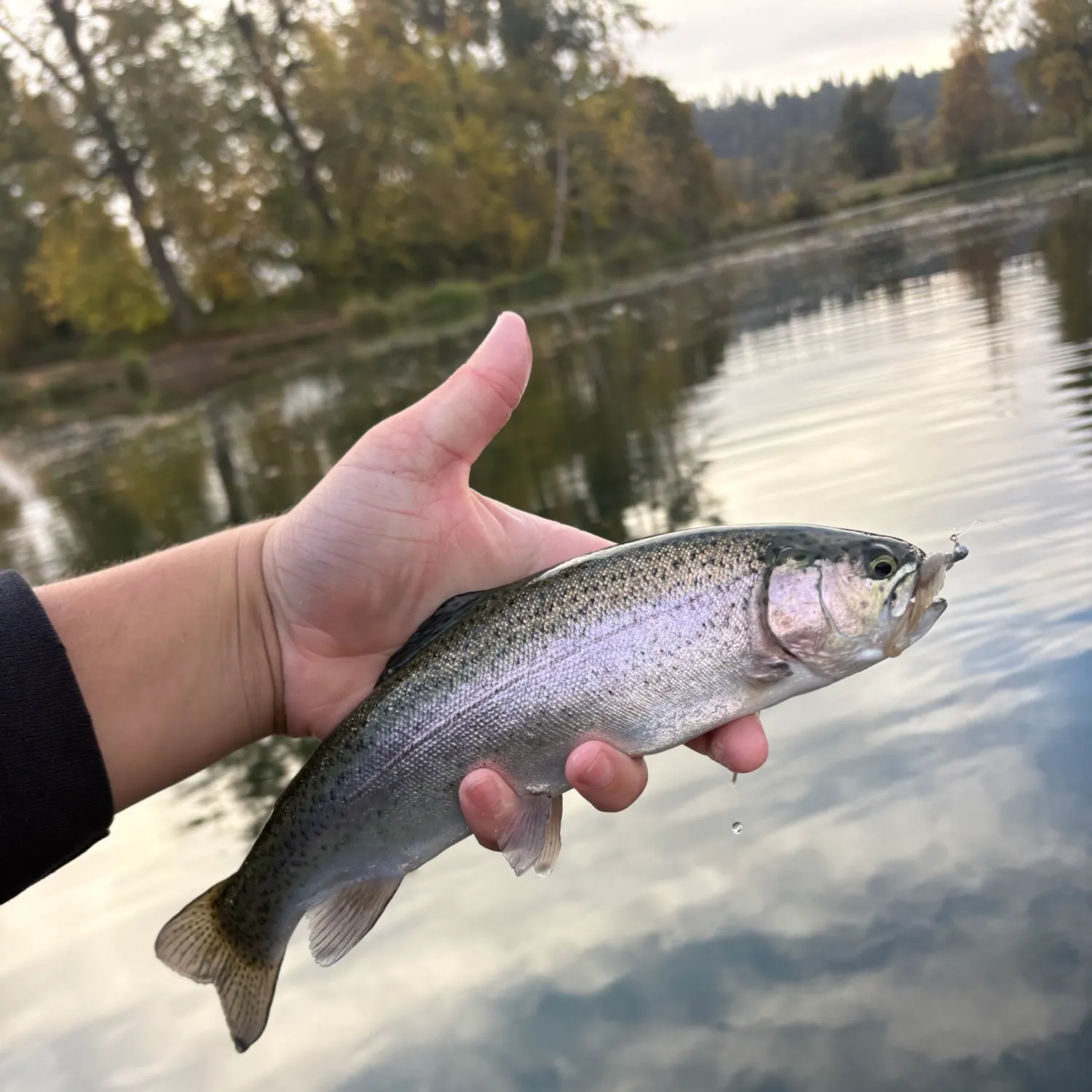 Rainbow trout caught on Fishbrain