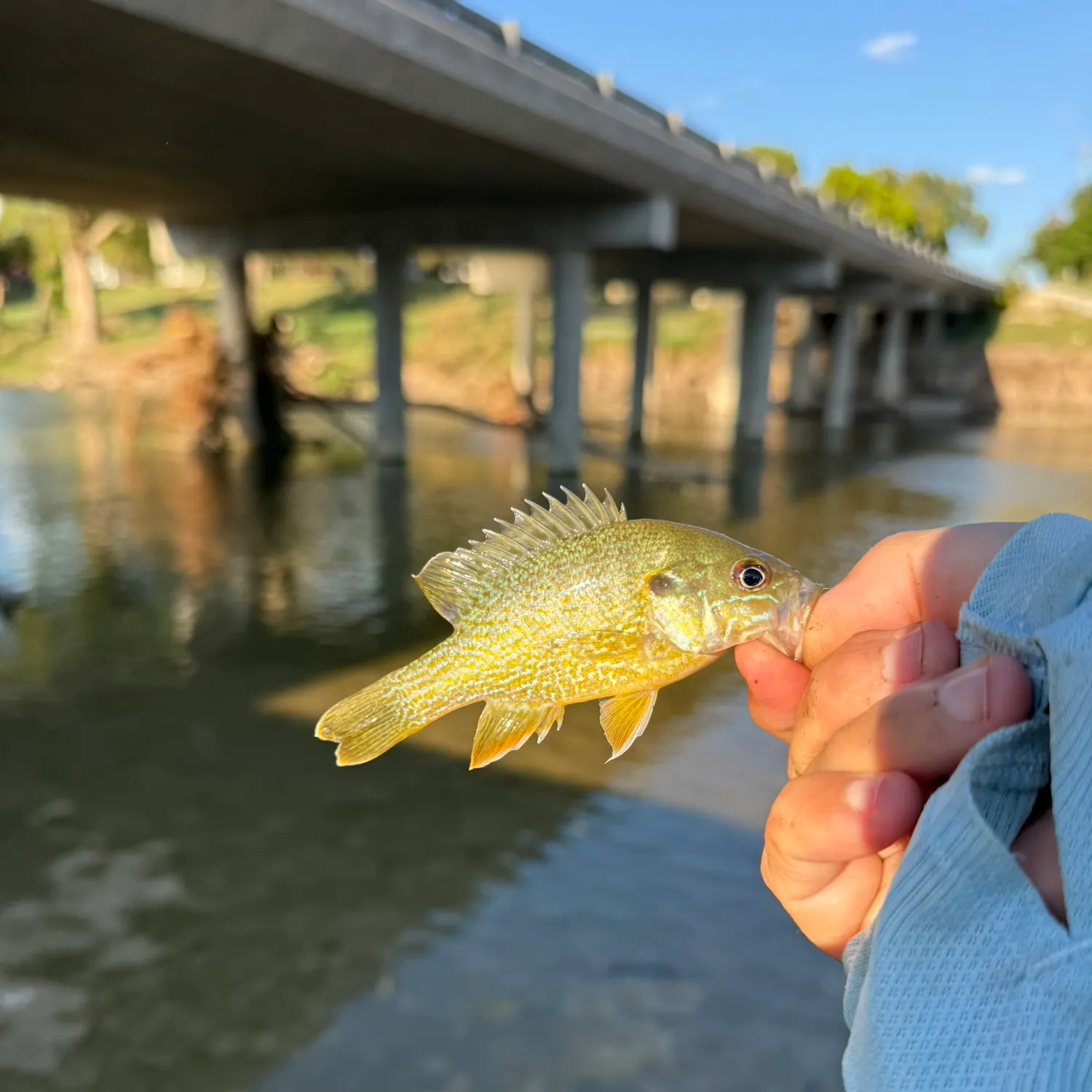 Green sunfish caught on Fishbrain
