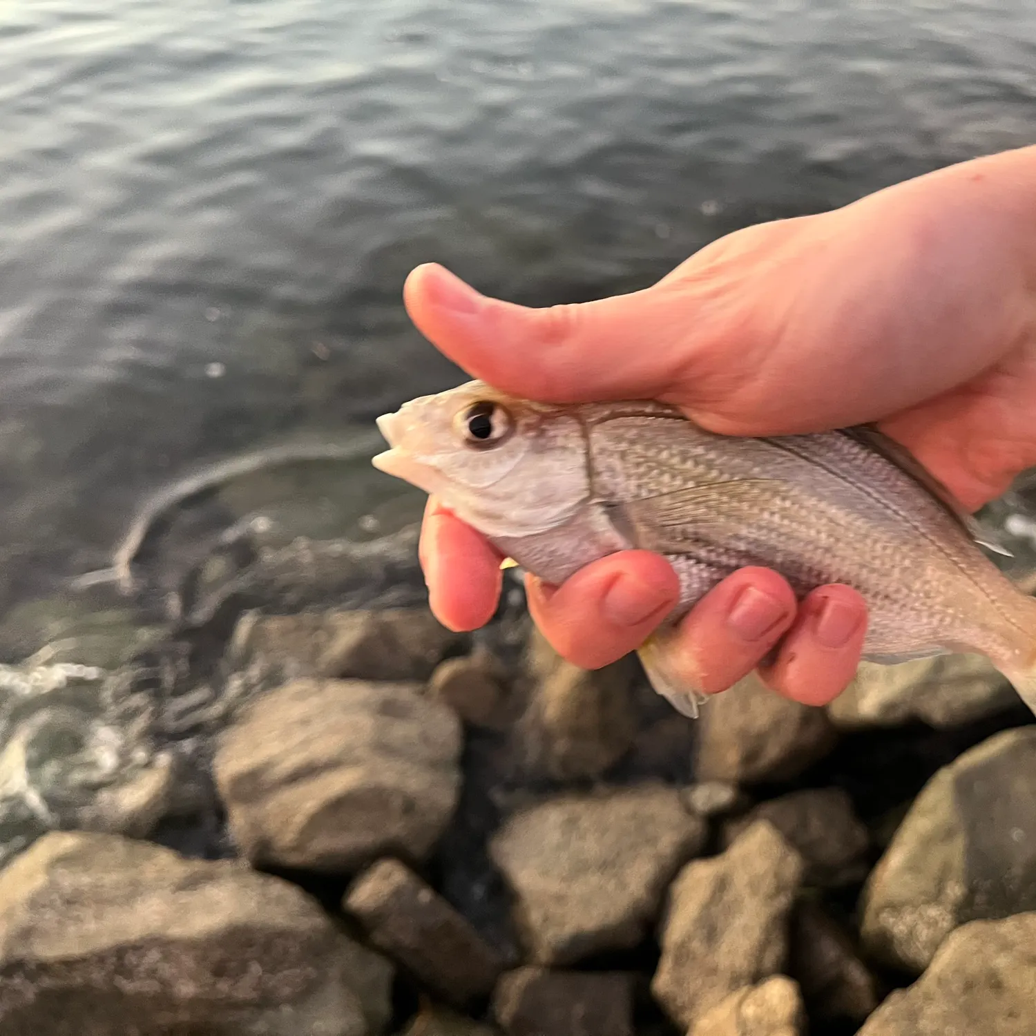 The most recent Pile perch catches on Fishbrain
