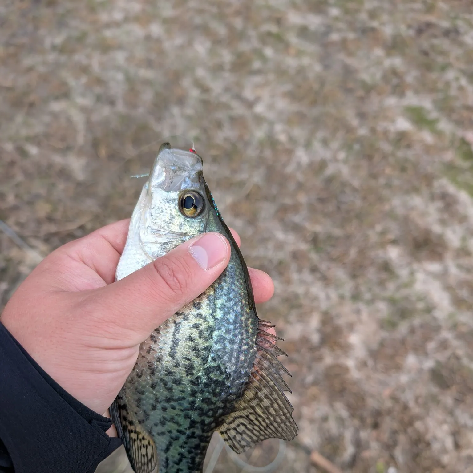 Black crappie caught on Fishbrain
