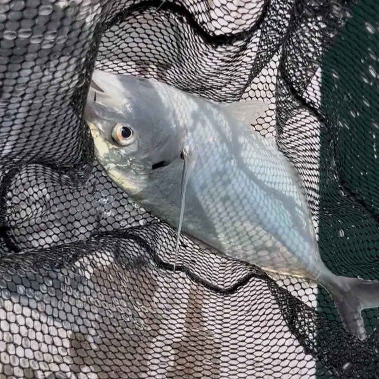 White trevally caught on Fishbrain