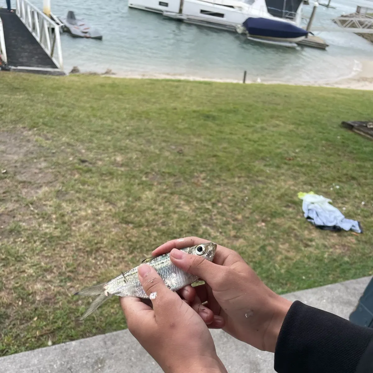 Australian ruff caught on Fishbrain