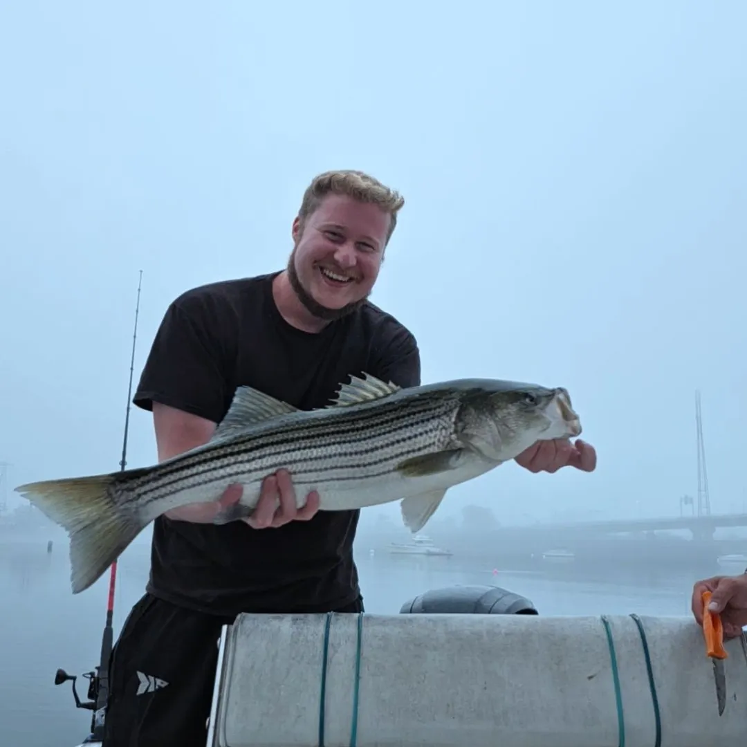 Striped bass caught on Fishbrain