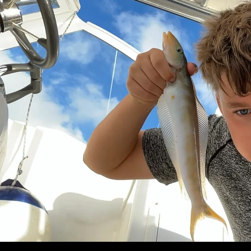 The most recent Sand tilefish catches on Fishbrain