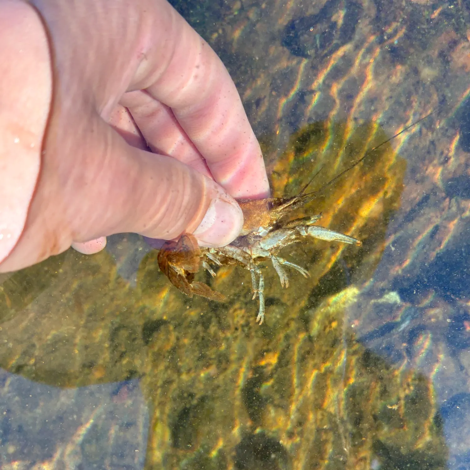 The most recent Northern clearwater crayfish catches on Fishbrain