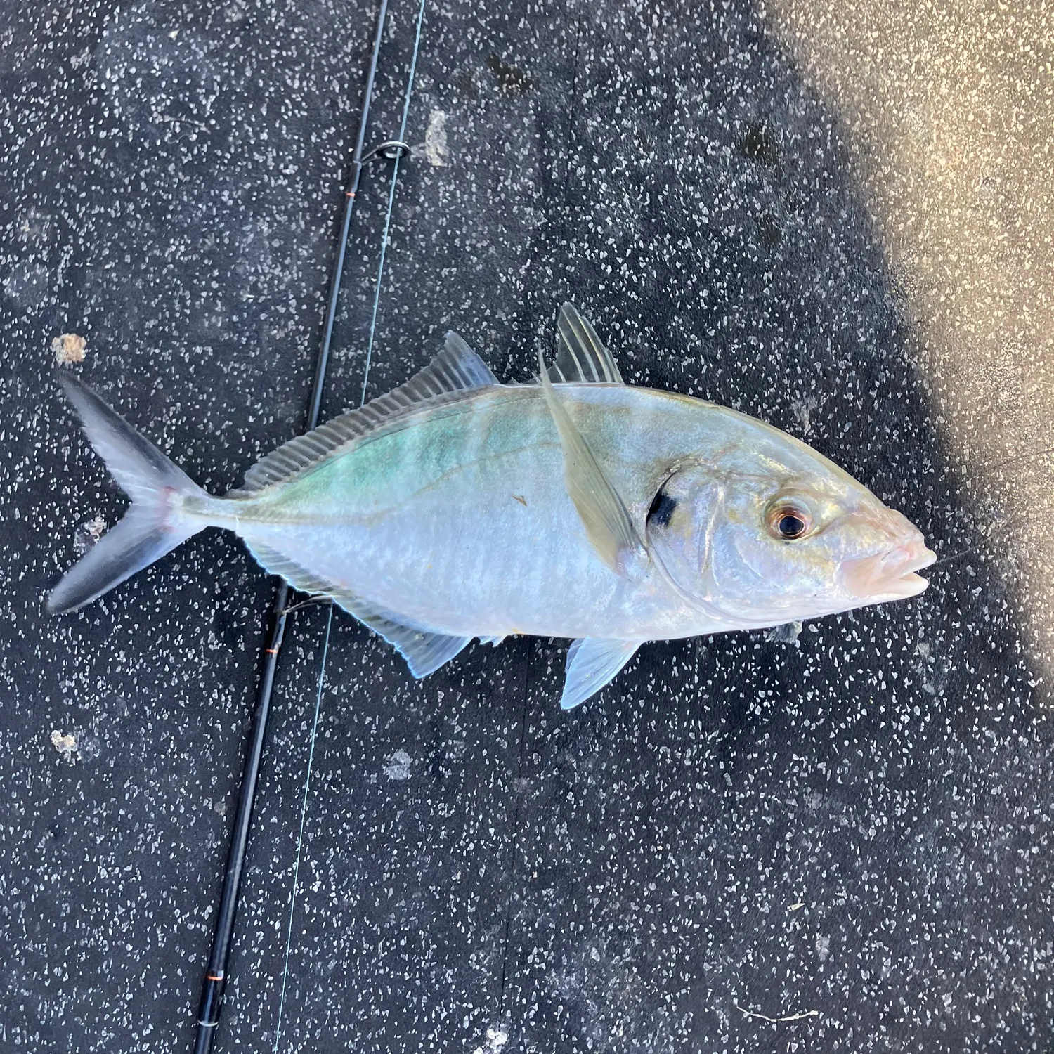 The most recent Silver trevally catches on Fishbrain