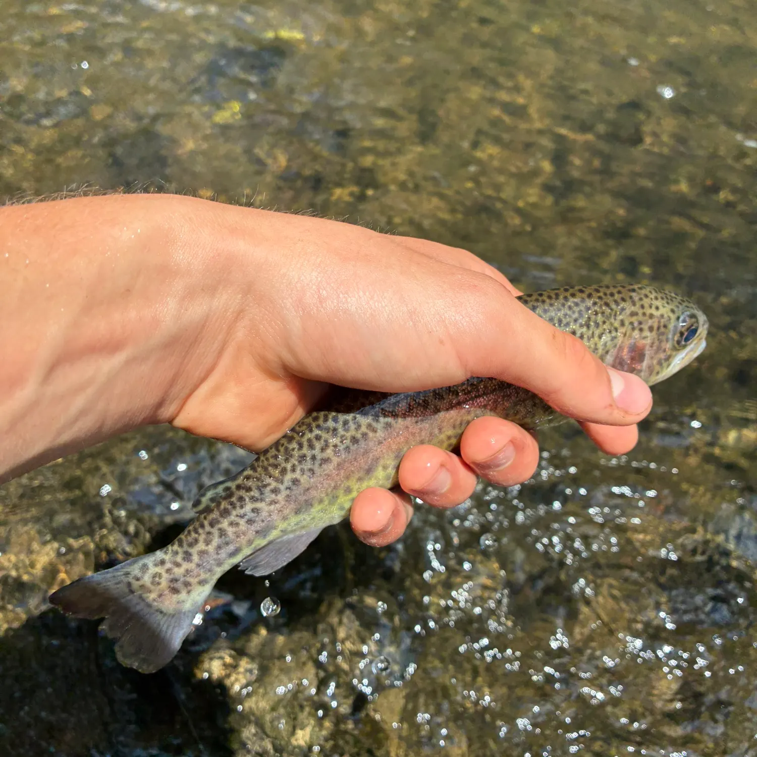 Rainbow trout caught on Fishbrain