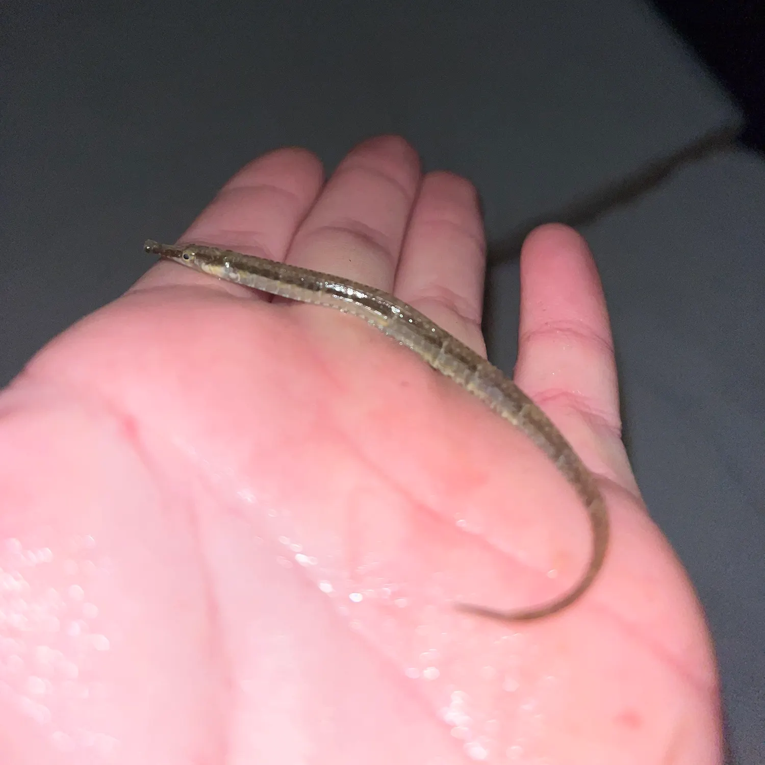 The most recent Northern pipefish catches on Fishbrain