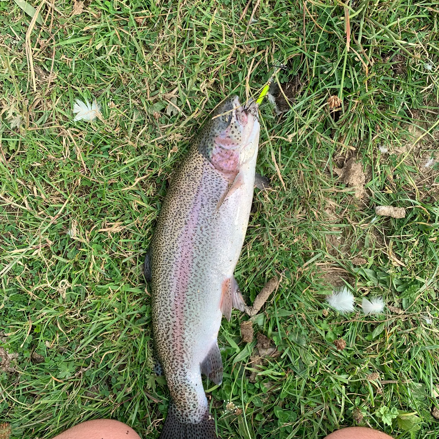 Rainbow trout caught on Fishbrain