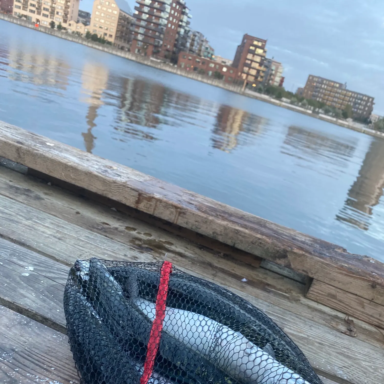 Atlantic mackerel caught on Fishbrain