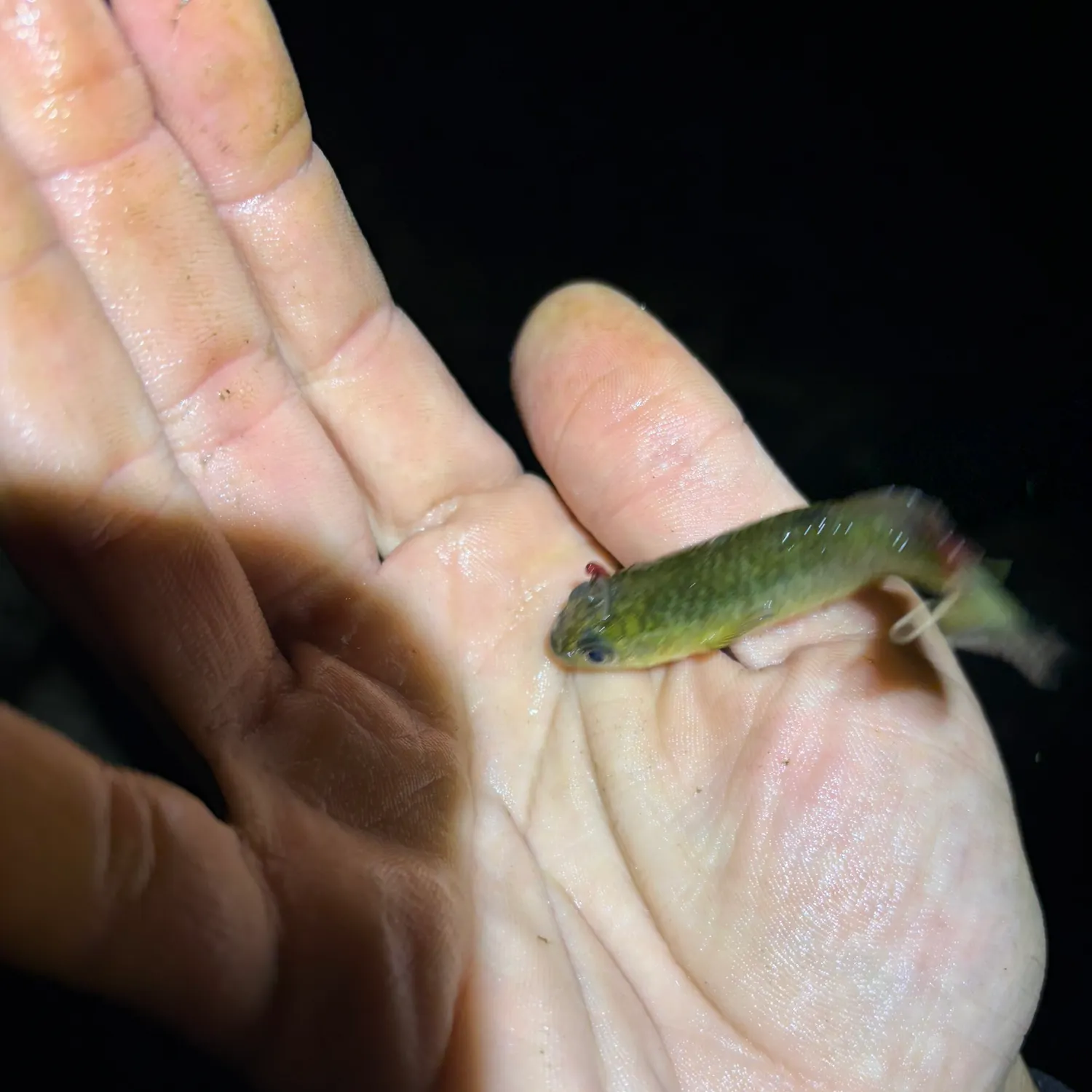 The most recent Central mudminnow catches on Fishbrain
