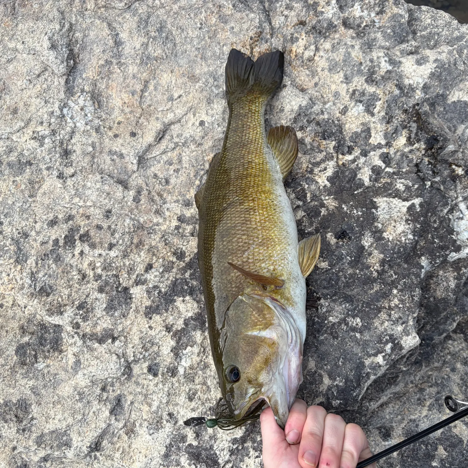 Smallmouth bass caught on Fishbrain