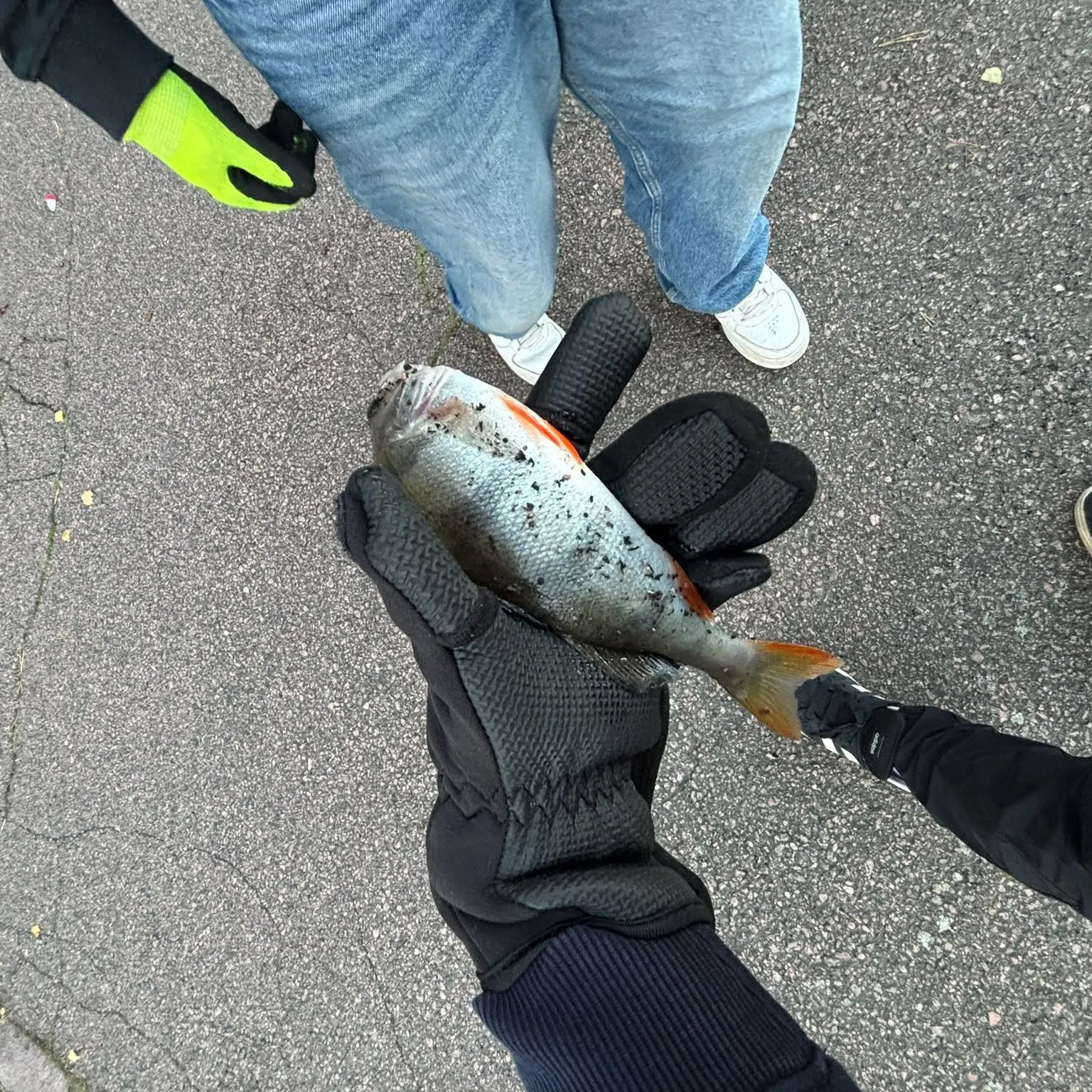 European perch caught on Fishbrain