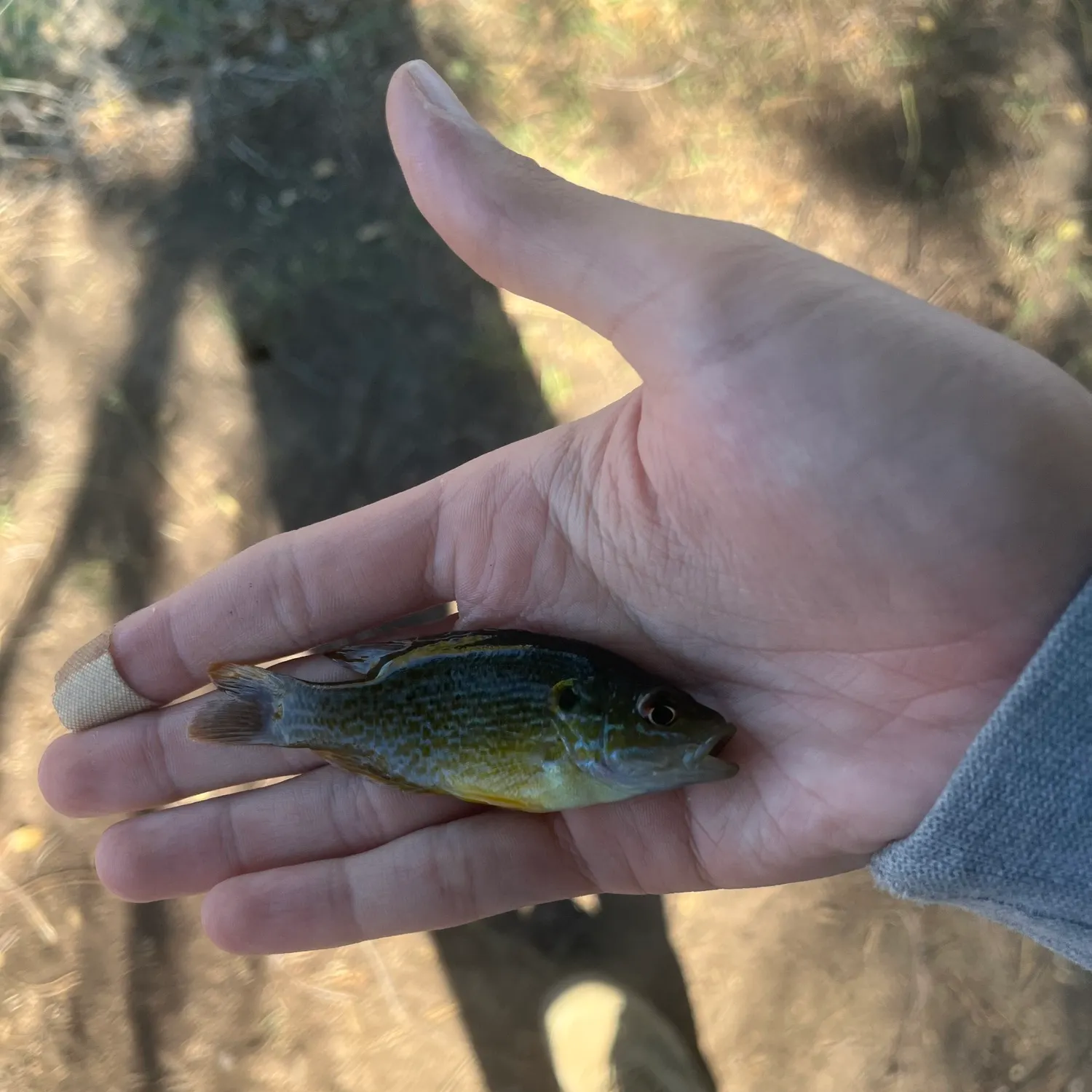 Green sunfish caught on Fishbrain
