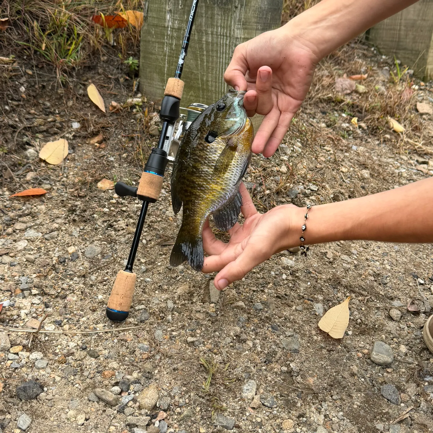 Bluegill caught on Fishbrain
