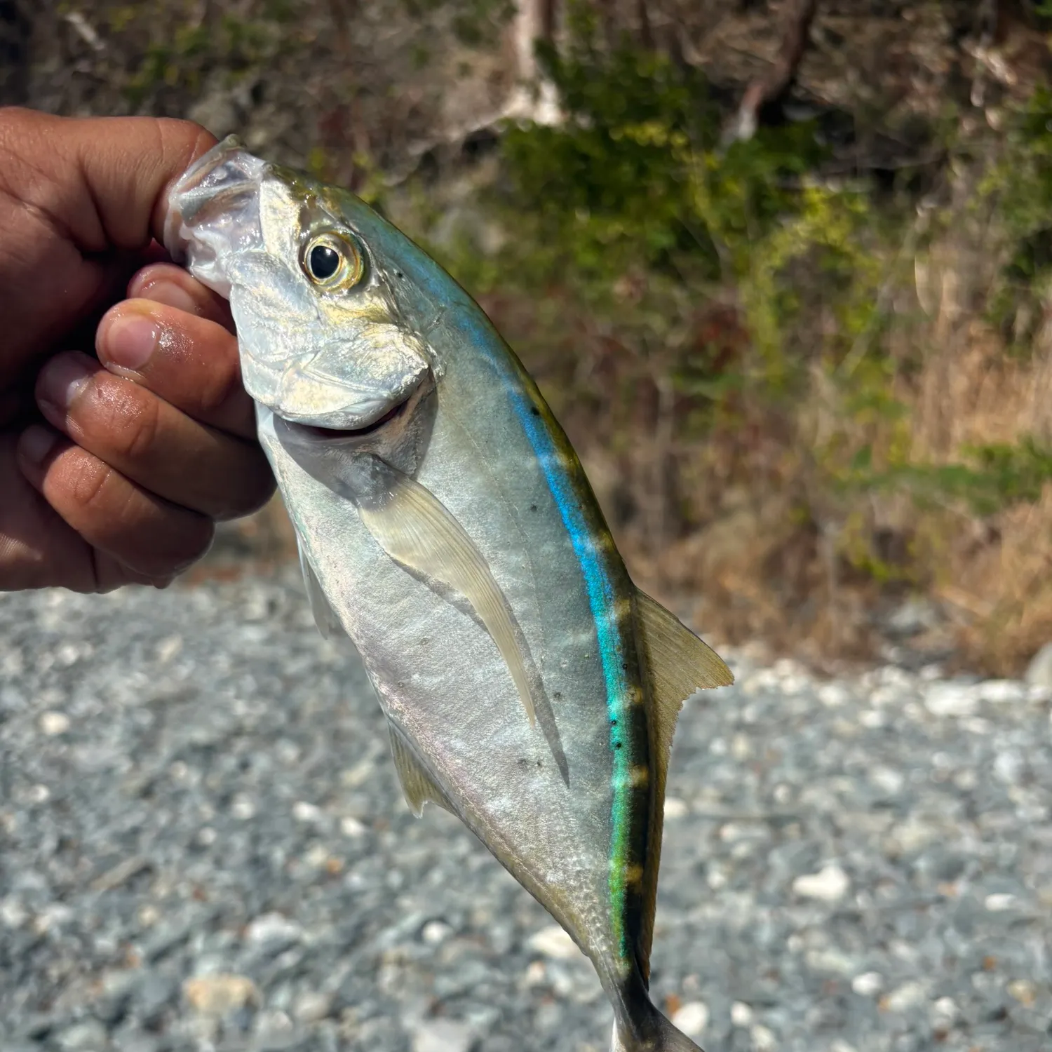 The most recent Bar jack catches on Fishbrain