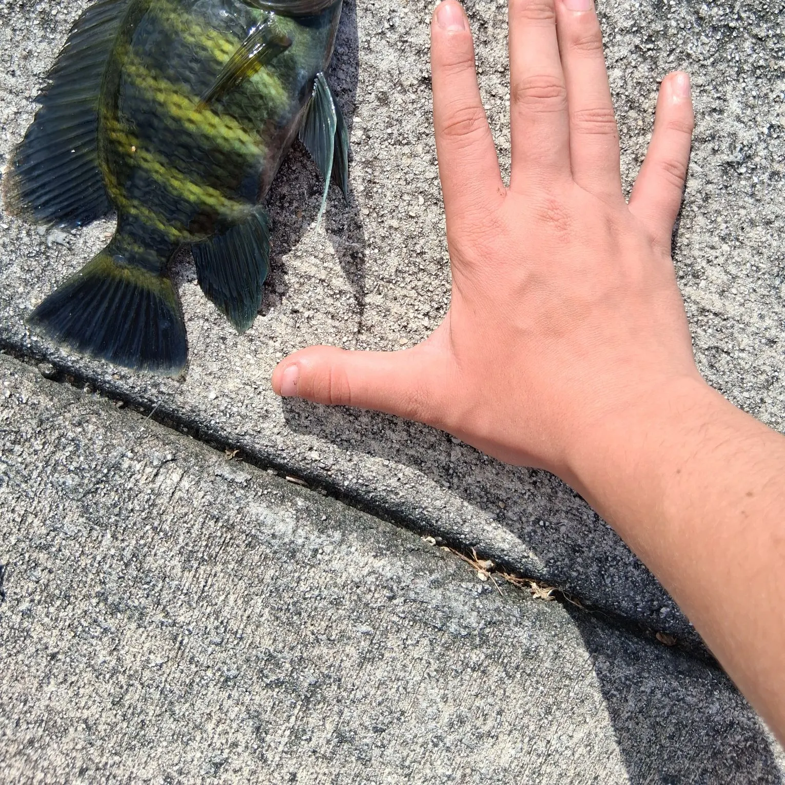 The most recent Zebra tilapia catches on Fishbrain