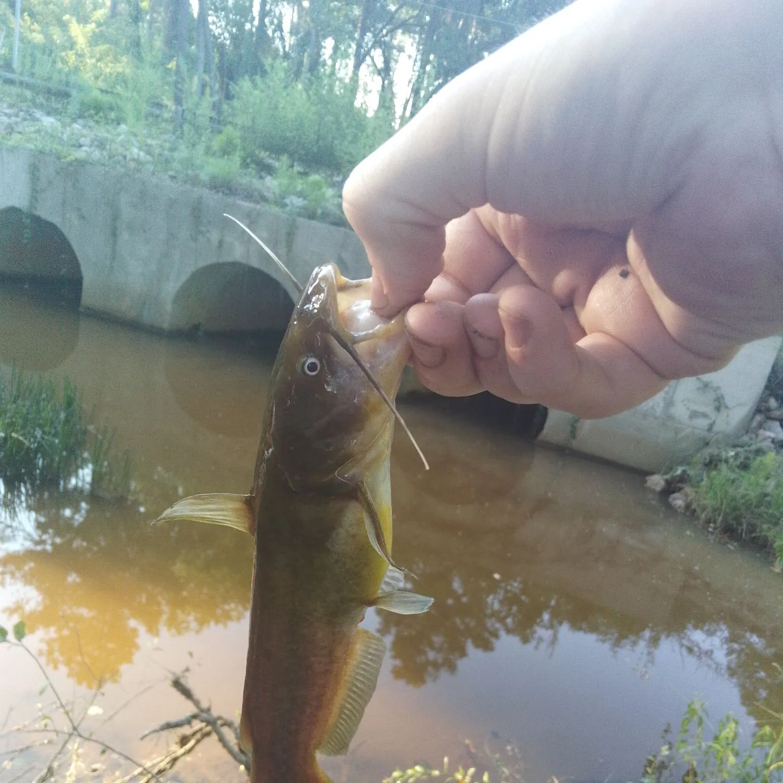 Yellow bullhead caught on Fishbrain