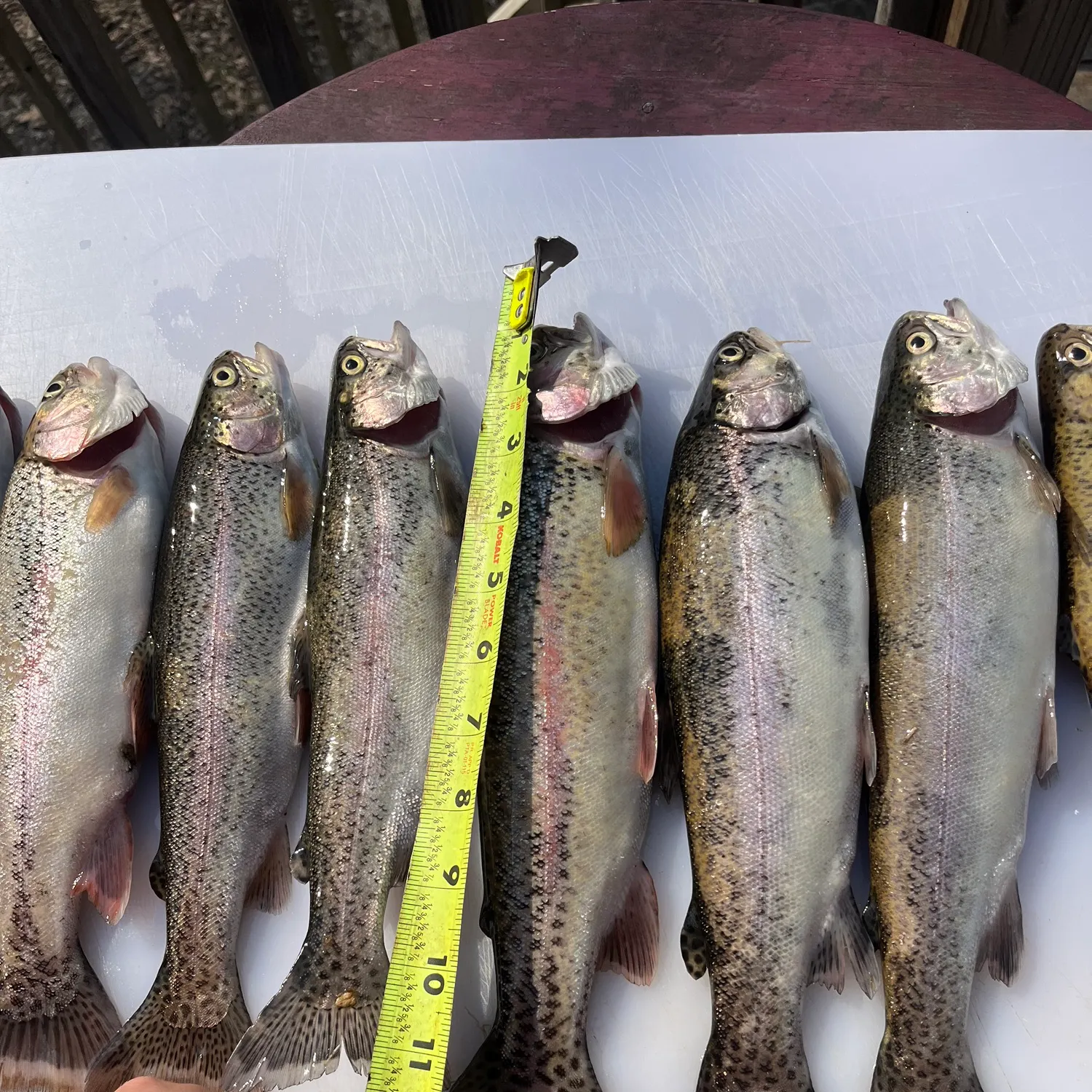 recently logged catches