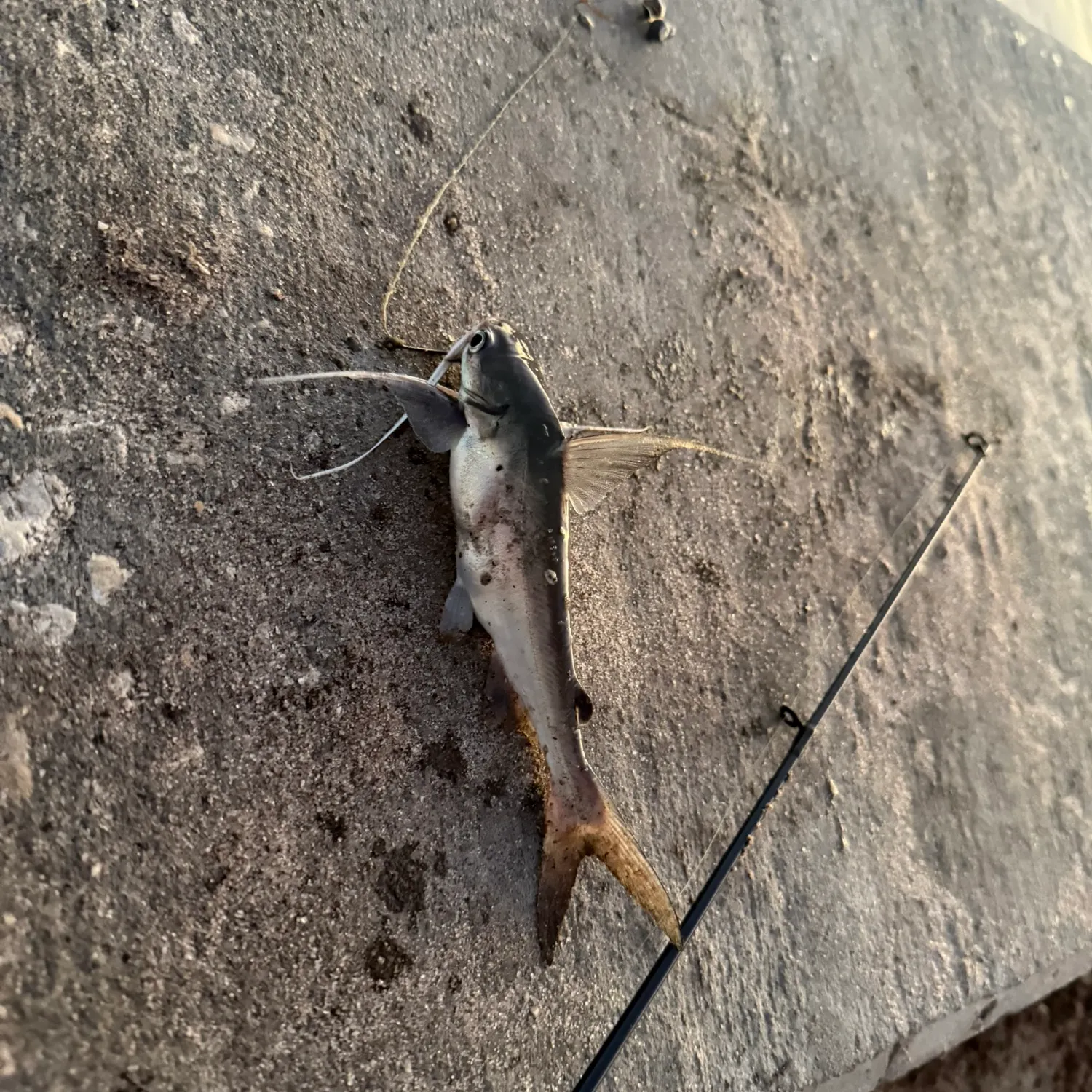 Gafftopsail sea catfish caught on Fishbrain
