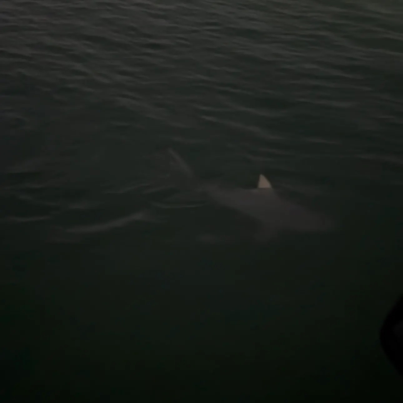 The most recent Bull shark catches on Fishbrain