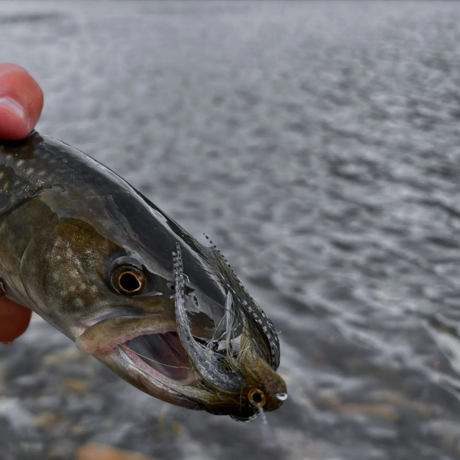 Bull trout caught on Fishbrain