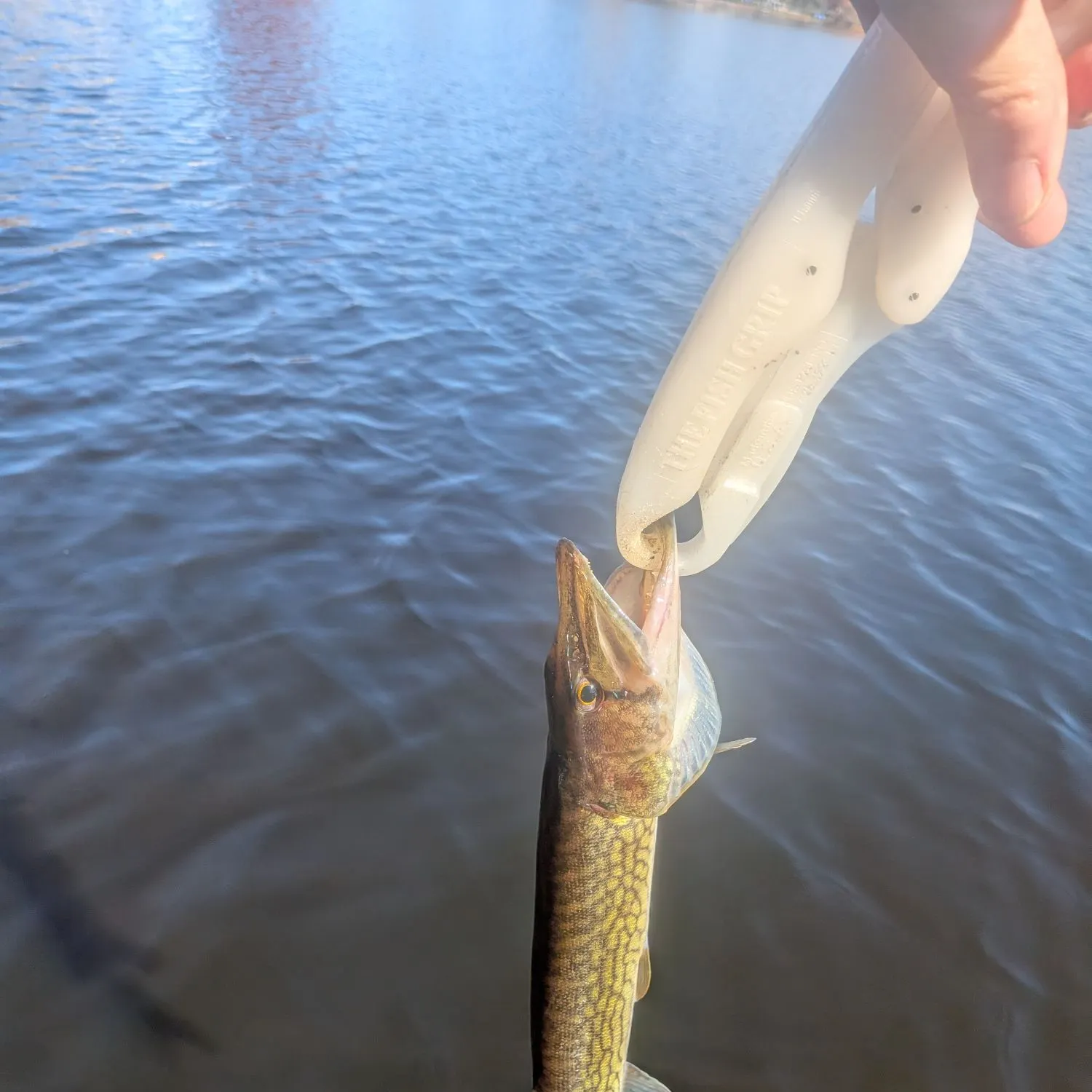 Chain pickerel caught on Fishbrain