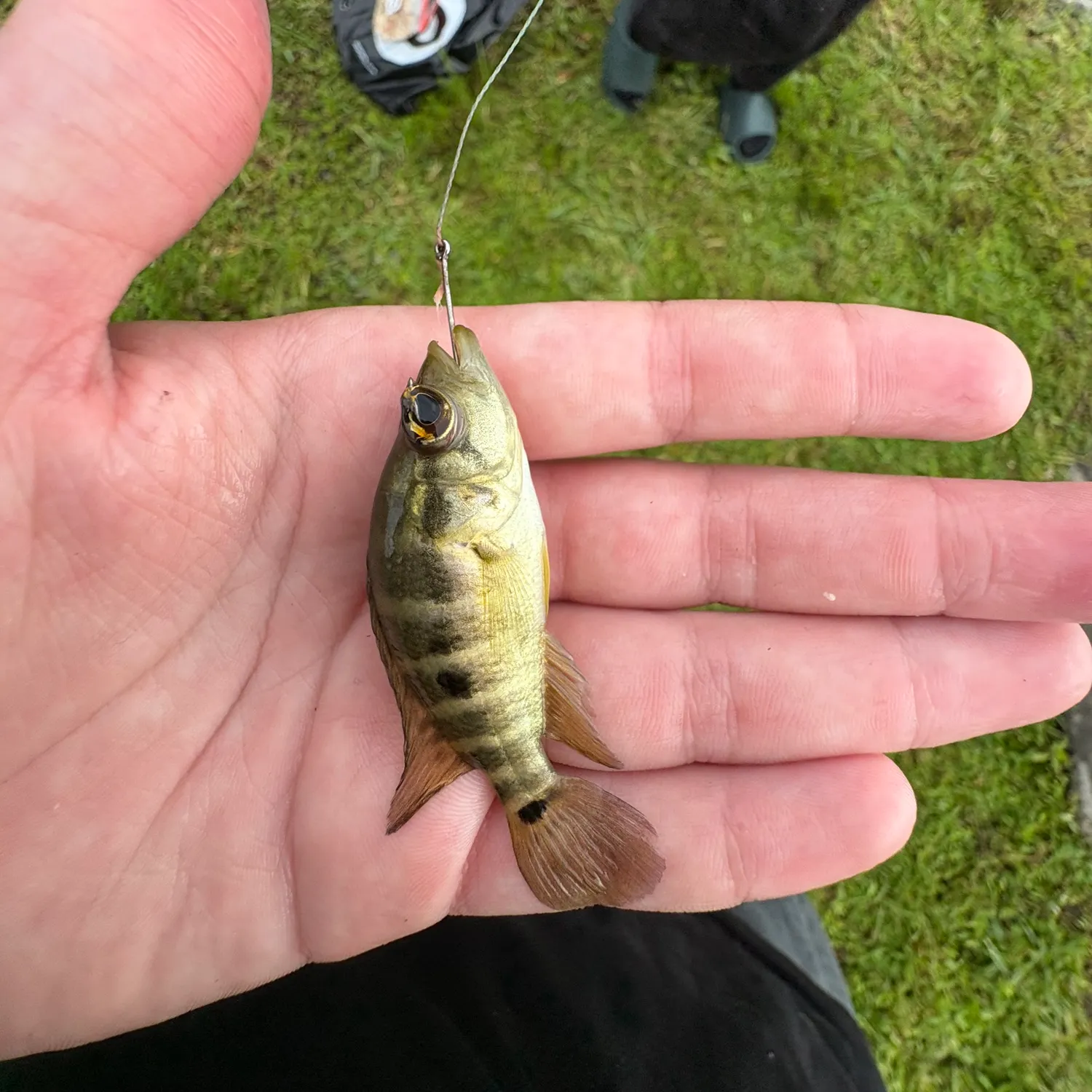 The most recent Black acara catches on Fishbrain