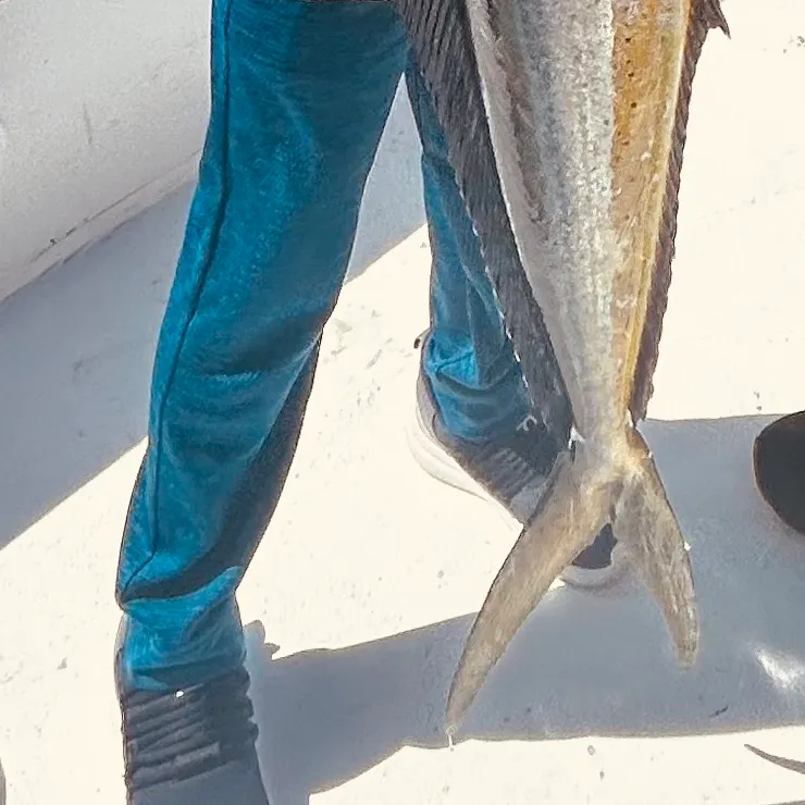 The most recent Common dolphinfish catches on Fishbrain