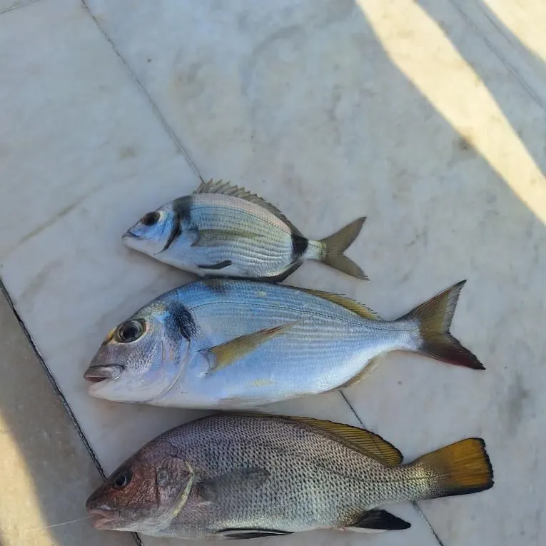 The most recent Shi drum catches on Fishbrain