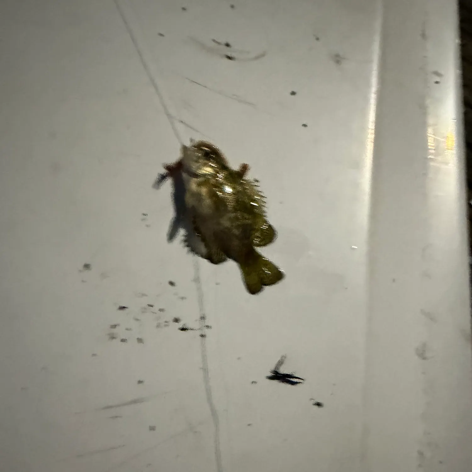 Rock bass caught on Fishbrain