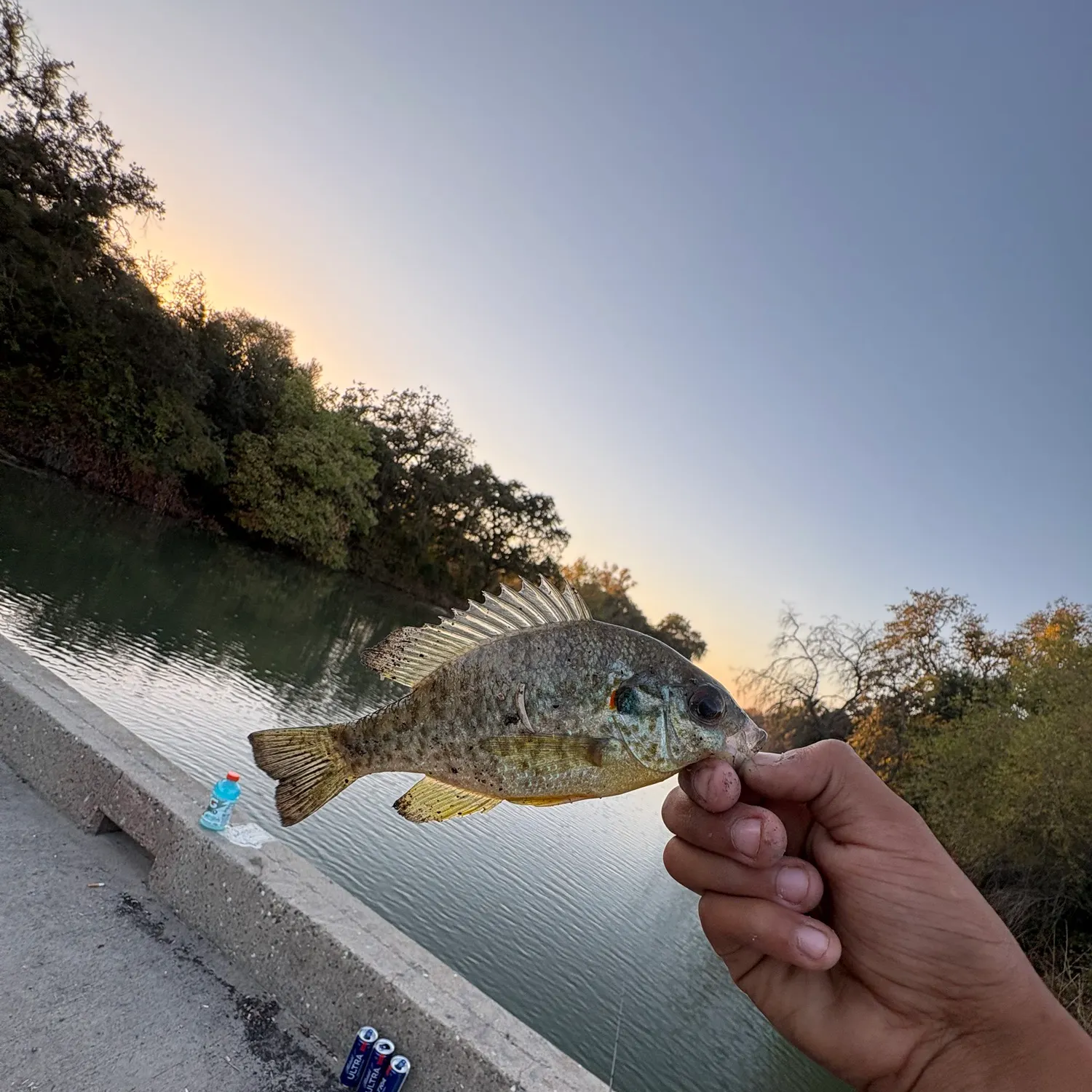 Fish caught on Fishbrain