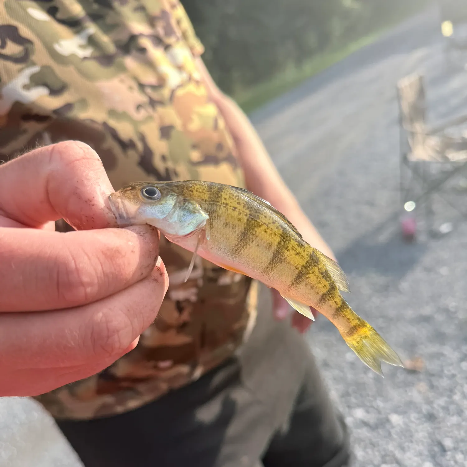 Yellow perch caught on Fishbrain