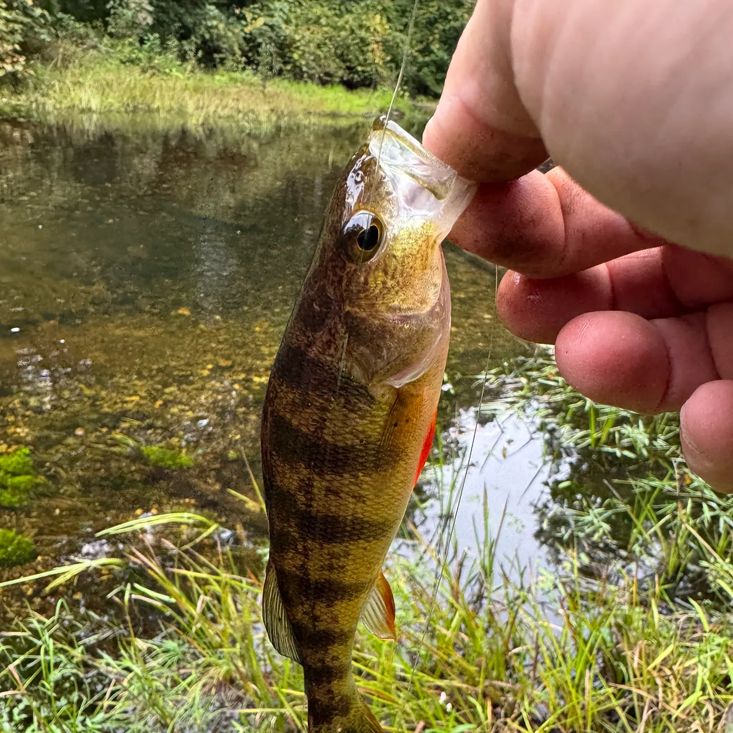 Yellow perch caught on Fishbrain