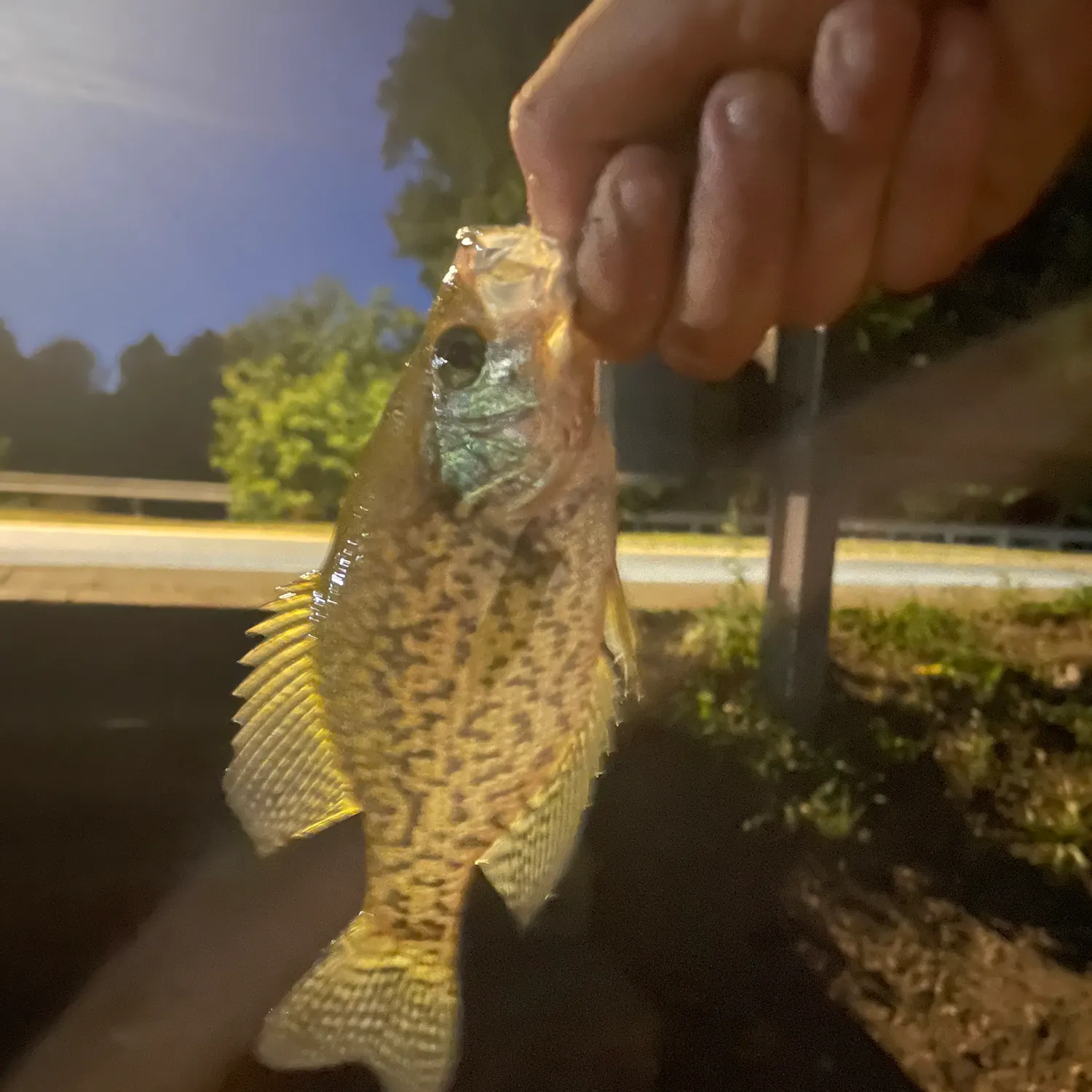 Black crappie caught on Fishbrain
