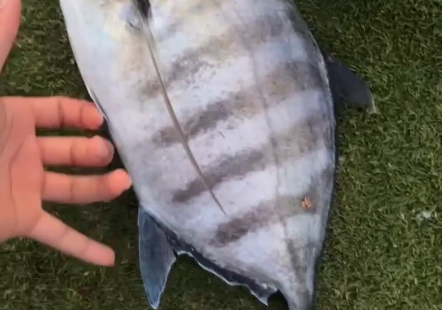 Blue trevally